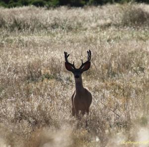 Moose/Mule Deer Hunts